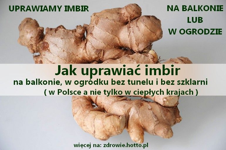 zdrowie.hotto.pl-jak-uprawiac-imbir-w-polsce-w-ogrodzie--na-balkonie-SWIEZY-IMBIR-HODOWLA