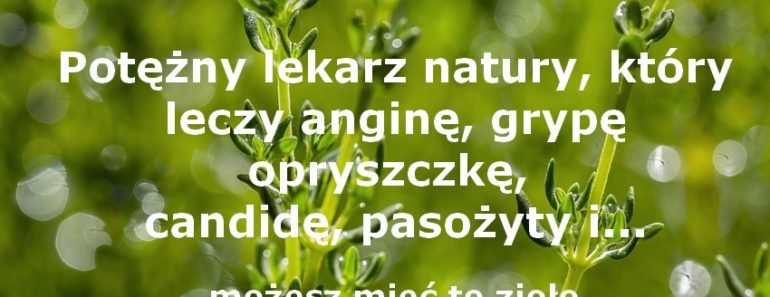 zdrowie.hotto.pl-tymianek-wlasciwosci-zastosowanie-6-przepisow-leczy