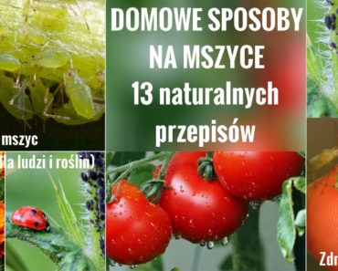 zdrowie.hotto.pl-mszyce-na-pomidorach-domowe-sposoby