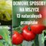zdrowie.hotto.pl-mszyce-na-pomidorach-domowe-sposoby