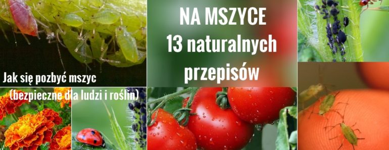 zdrowie.hotto.pl-mszyce-na-pomidorach-domowe-sposoby