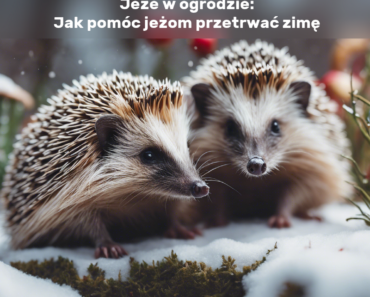 Jeże w ogrodzie